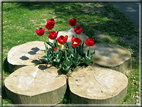 foto Tulipani